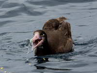 Short-tailed Albatross - Phoebastria albatrus