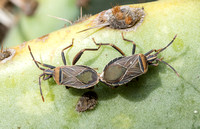 Cactus coreid - Chelinidea vittiger