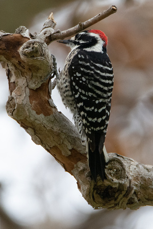 Nuttall's Woodpecker - Dryobates nuttallii