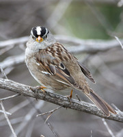 White Crowned Sparrow - Zonotrichia leucophyrs