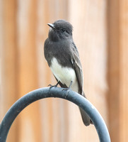 Black Phoebe - Sayornis nigricans