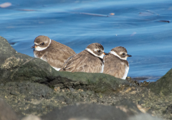 Semipalmated Plover - Charadrius semipalmatus