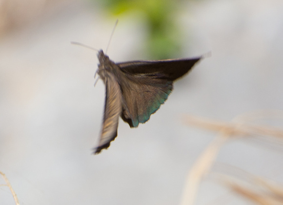 Great Basin Wood Nymph - Cercyonis sthenele