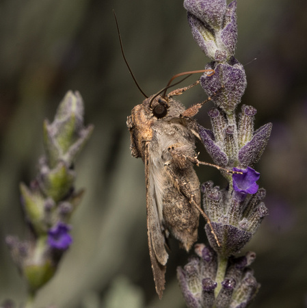 Pearly Underwing Moth - Peridroma saucia