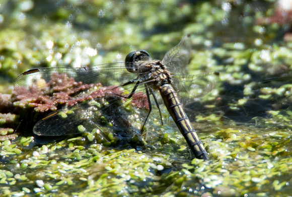 Blue dasher - Pachydiplax longipennis (female)