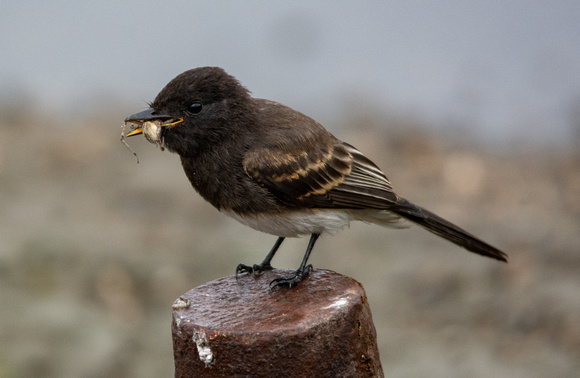 Black Phoebe - Sayornis nigricans