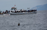 Begging for fish from a fishing boat