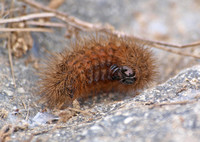 Mexican tiger moth - Notarctia proxima