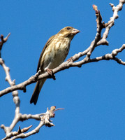 Purple Finch - Haemorhous purpureus