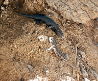 Great Basin Fence Lizard - Sceloporus occidentalis longipes
