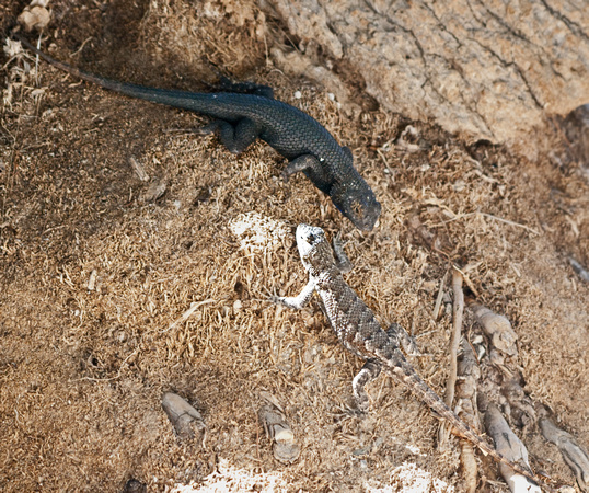 Great Basin Fence Lizard - Sceloporus occidentalis longipes