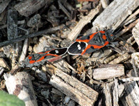 Small milkweed bug - Lygaeus kalmii