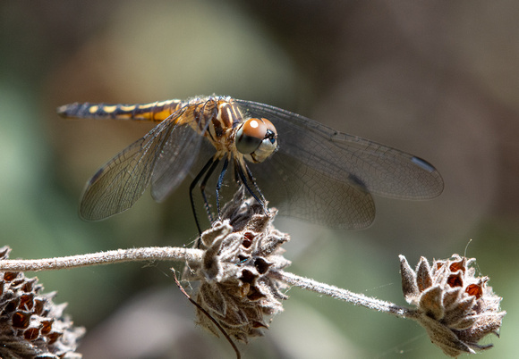 Blue dasher - Pachydiplax longipennis