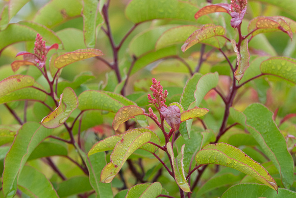 Laurel Sumac - Malosma laurina