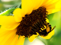 Sunflower bee - Svastra obliqua ssp. obliqua