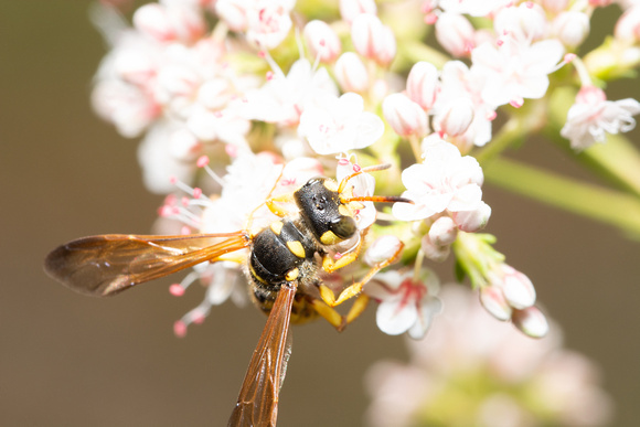 Weevil wasp - Cerceris sextoides