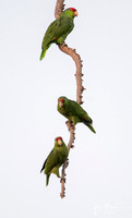 Red-crowned Parrot - Amazona viridigenalis