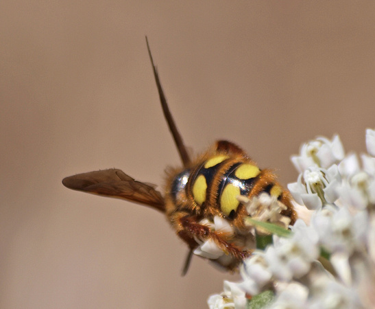 Scoliid wasp - Crioscolia alcione