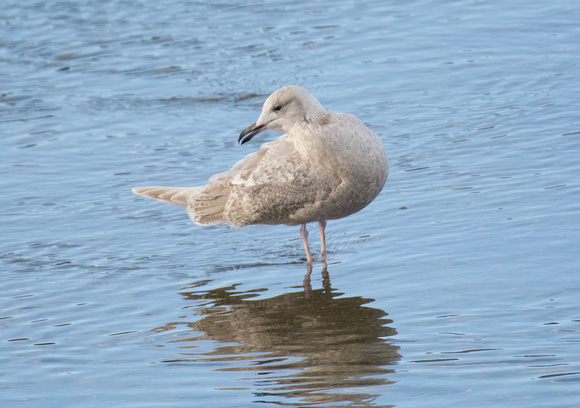 Thayer's Gull - Larus glaucoides ssp. thayeri