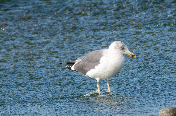 Lesser Black-backed Gull - Larus fuscus