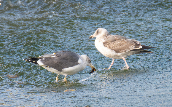 Lesser Black-backed Gull - Larus fuscus