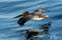 Brown Pelican - Pelecanus occidentalis