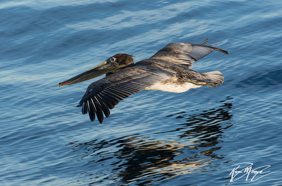 Brown Pelican - Pelecanus occidentalis