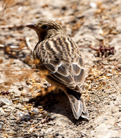 Chestnut-collared Longspur - Calcarius ornatus