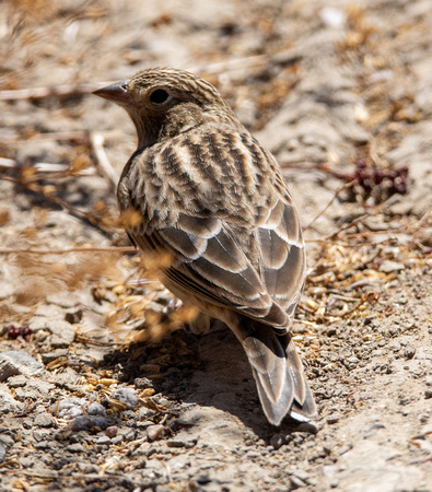 Chestnut-collared Longspur - Calcarius ornatus