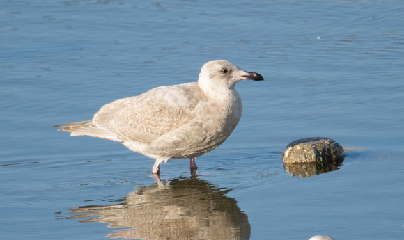 Glaucous-winged Gull - Larus glaucescens