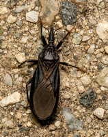 Western Conenose - Triatoma protracta