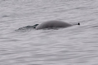 Minke Whale - Balaenoptera acutorostrata
