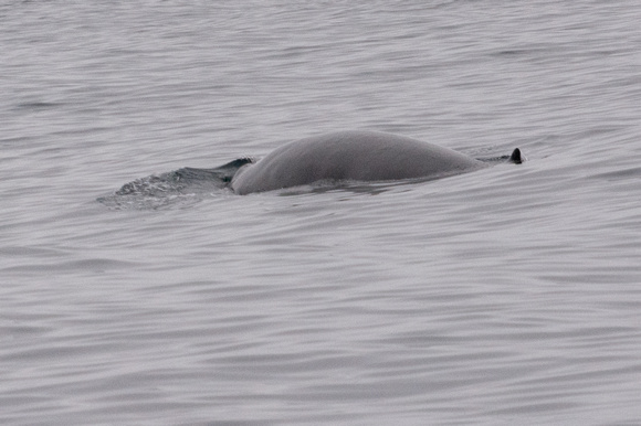 Minke Whale - Balaenoptera acutorostrata