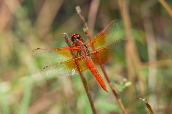 Flame skimmer - Libuellula saturata