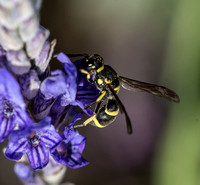 Mason wasp 4 - Parancistrocerus declivatus