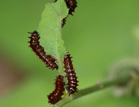 Pipevine swallowtail - Battus philenor