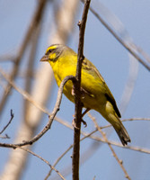 Yellow-fronted Canary - Crithagra mozambica