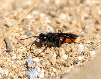 Wasp - Sphex lucae