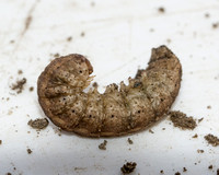 Granulate cutworm - Feltia subterranea