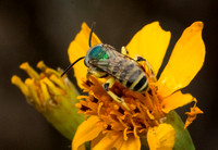 Texas Striped Sweat Bee - Agapostemon texanus