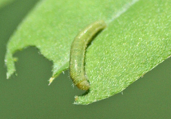 California dogface - Zerene eurydice