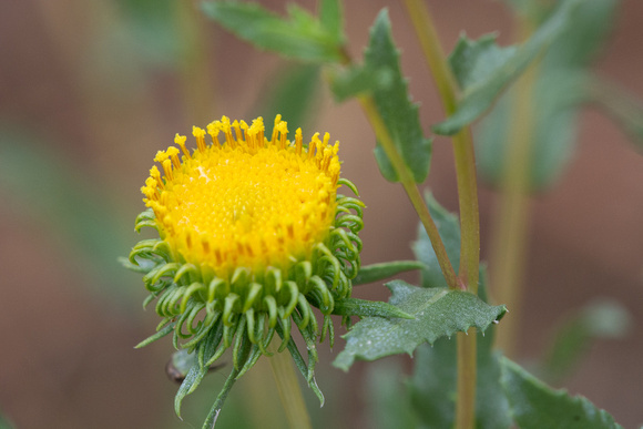 Gumplant - Grindelia camporum
