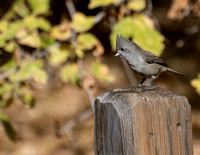 Oak Titmouse - Baeolophus inornatus
