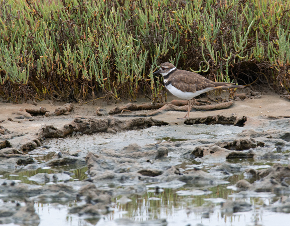 Killdeer - Catoptrophorus semipalmatus