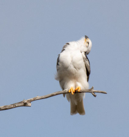 White-tailed Kite - Elanus leucurus