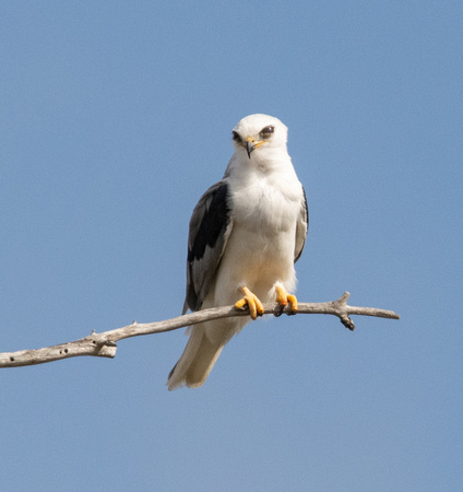 White-tailed Kite - Elanus leucurus