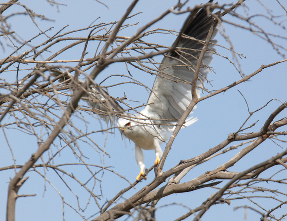 White-tailed Kite - Elanus leucurus