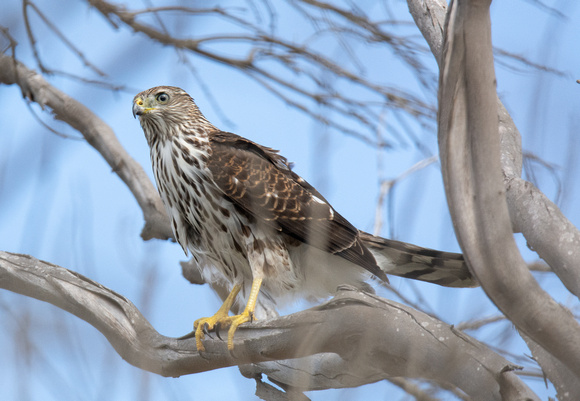 Cooper's Hawk - Astur cooperii