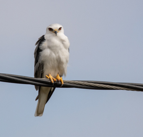 White-tailed Kite - Elanus leucurus