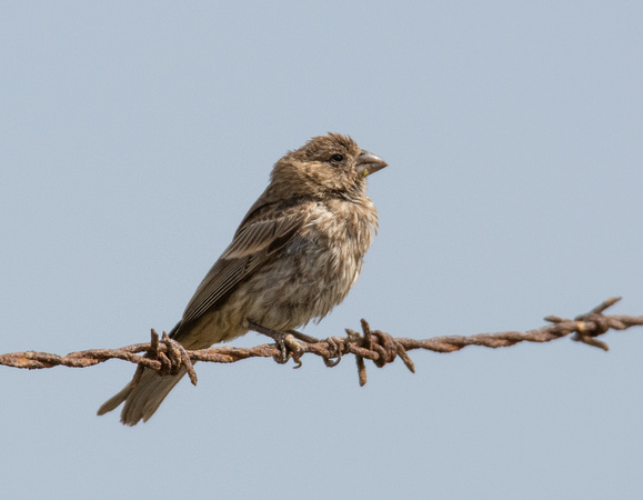 House Finch - Carpodacus mexicanus